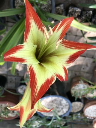 Hippeastrum Nelsonii - Extremely Rare Bulbous Ornamental Plant,  Geophyte