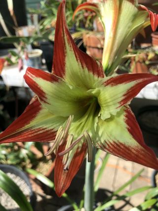 Hippeastrum nelsonii - EXTREMELY RARE bulbous ornamental plant,  geophyte 2