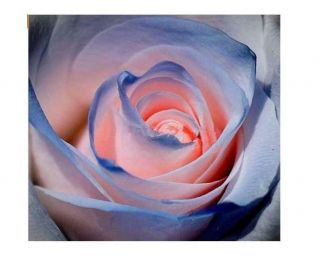 20 Blue And Pink Rose Plants Flower Seed Rare Exotic Combination Flowers