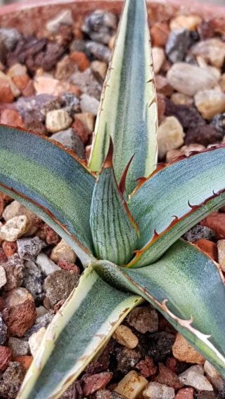 Special Plant Very Rarely Offered Agave Funkiana Special Variegation