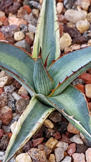 Special plant Very rarely offered Agave Funkiana special variegation 2
