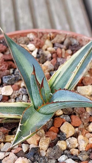 Special plant Very rarely offered Agave Funkiana special variegation 3