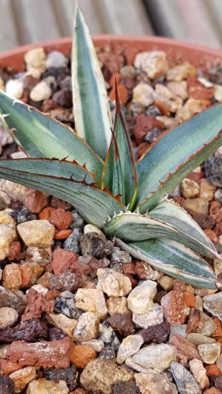 Special plant Very rarely offered Agave Funkiana special variegation 4