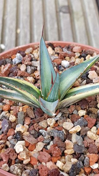 Special plant Very rarely offered Agave Funkiana special variegation 5