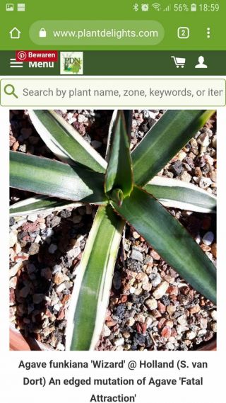 Special plant Very rarely offered Agave Funkiana special variegation 6