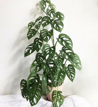 Rare Monstera Adansonii,  Live Plant Swiss Cheese.  Rooted.  4” Pot.