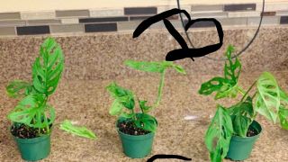 RARE Monstera Adansonii,  Live Plant Swiss cheese.  Rooted.  4” Pot. 2