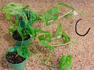 RARE Monstera Adansonii,  Live Plant Swiss cheese.  Rooted.  4” Pot. 3