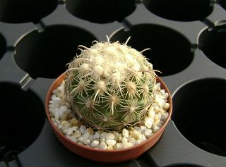Coryphantha Kracikii Own Roots Rare Cactus 08085