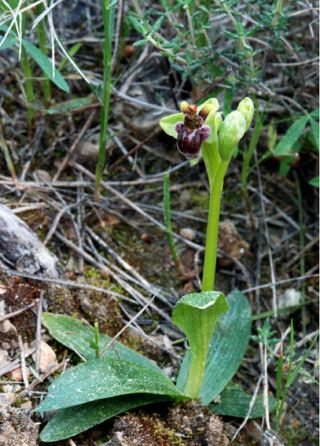 Rare 1 Bulb Ophrys Bombyliflora Not Plant