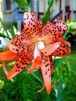 Lily Bulbs,  Tiger Lily Flowers,  Not Seeds,  Rare Flower Plant,  Tiger Lily