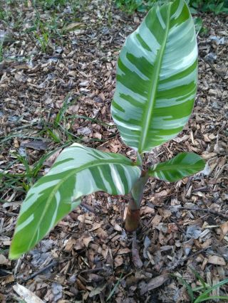 Musa " Florida Variegated  Rare " Banana Plant,  Variegation.
