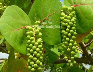 Coccoloba Uvifera 8 Seeds Sea Grape Rare Tropical Evergreen Plant Standard