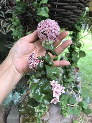Hindu Indian Rope Hoya Exotic Liveplants In 3” Pot Very Rare And Hard To Find.