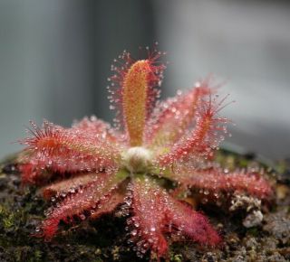 Rare Drosera Graomogolensis Sundew Carnivorous Plant