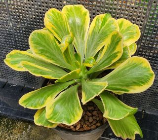 6.  Euphorbia poisonii variegated very rare and succulent 2