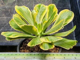 6.  Euphorbia poisonii variegated very rare and succulent 4
