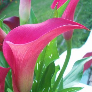 Calla Lily Bulbs,  Not Seed,  Rare Flower Bulbs,  Pink Calla Lily Flowers