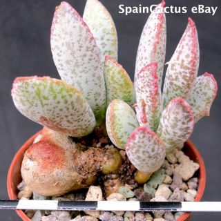 Adromischus Schuldtianus Ssp.  Schuldtianus “spotted” Rare Succulent Plant 28/7