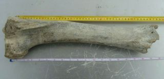 Very Rare Bone From The Cave Lion Museum Of Pleistocene Quality Fossils.