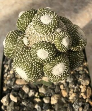 Unique And Rare Cactus Plant Blossfeldia Liliputana