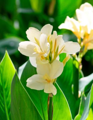 Rare Cannas Lily 1 Bulb Fashion Flower Perennial Resistant Bonsai