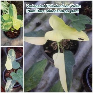 Variegated Philodendron Violin Plant Rare Philodendron Plant For Grow From Thai