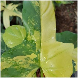 Variegated Philodendron Violin Plant Rare philodendron plant For Grow From Thai 3