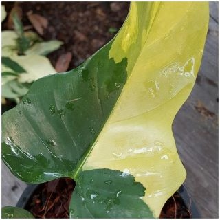 Variegated Philodendron Violin Plant Rare philodendron plant For Grow From Thai 4