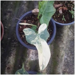 Variegated Philodendron Violin Plant Rare philodendron plant For Grow From Thai 5