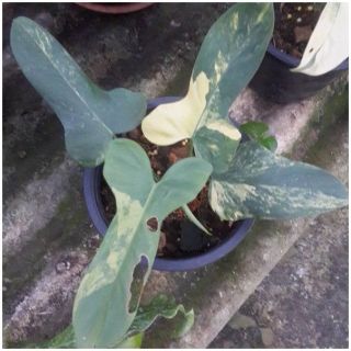 Variegated Philodendron Violin Plant Rare philodendron plant For Grow From Thai 6