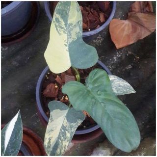 Variegated Philodendron Violin Plant Rare philodendron plant For Grow From Thai 7