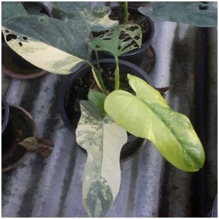 Variegated Philodendron Violin Plant Rare philodendron plant For Grow From Thai 8