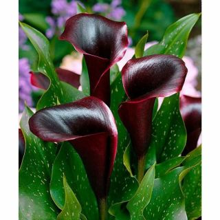 Rare Magic Flowers Calla Lily Bulbs Perennial Black Fragrance Ornamental Garden