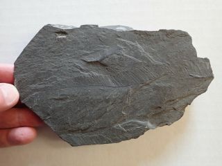 Uncommon 6.  5 " X 4 " Shale Fossil W/ Feathers 1.  25 Lb Rare Specimen