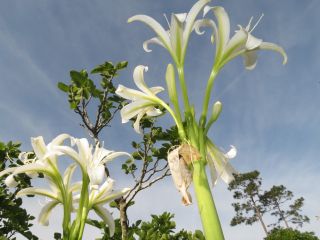 Crinum Lily,  Bulbispermum,  Wide Open White 