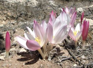 Gethyllis Ciliaris - Extremely Rare Bulbous Ornamental Plant,  Geophyte