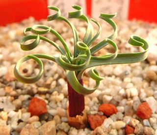 Gethyllis Linearis - Extremely Rare Bulbous Ornamental Plant,  Geophyte