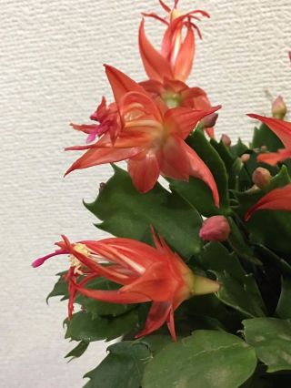 Rare Cultivar Chiba Spot,  Sofia Schlumbergera Truncata Christmas Cactus