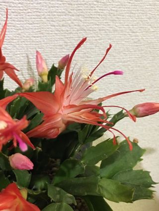 Rare Cultivar Chiba Spot,  Sofia schlumbergera truncata Christmas Cactus 2