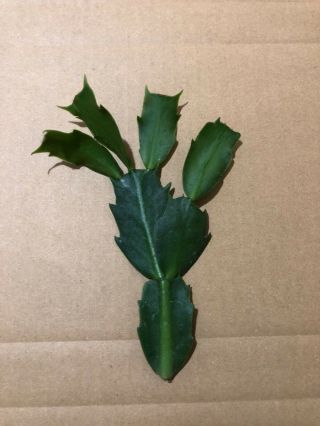 Rare Cultivar Chiba Spot,  Sofia schlumbergera truncata Christmas Cactus 3