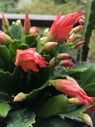 Rare Cultivar Chiba Spot,  Sofia schlumbergera truncata Christmas Cactus 4
