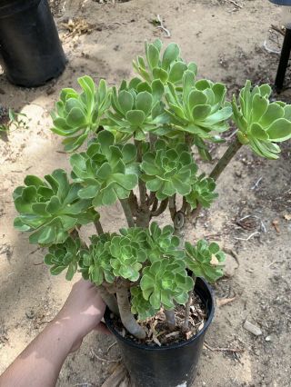 Rare Aeonium Hybrid Green Rose