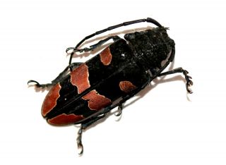Insect Beetle Coleoptera Cerambycidae Tragocephala Morio - Rare Female 18 Mor 30mm
