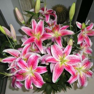 Lily Bulbs,  Lily Flowers,  Pink Lily Flowers,  Rare Flower Balcony Bonsai Plant