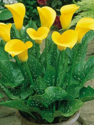 Calla Lily Bulbs,  Air Purification,  Rare Flower Bulbs,  Yellow Calla Flower - 10 Bulbs