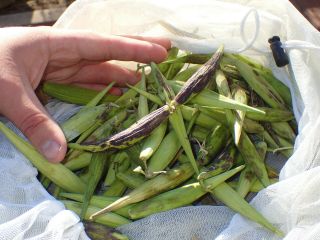Korean Climbing Milkweed - Cynanchum Wilfordii - Rare,  Hardy - 20 Fresh Seeds