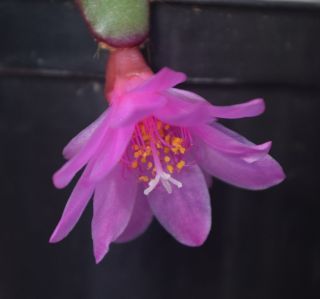 Hatiora Rosea 1 (one) Firm Cutting Rare Miniature Epiphytic Cactus Schlumbergera