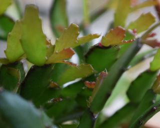 Hatiora rosea 1 (one) firm cutting rare miniature epiphytic cactus Schlumbergera 2
