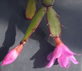 Hatiora rosea 1 (one) firm cutting rare miniature epiphytic cactus Schlumbergera 3